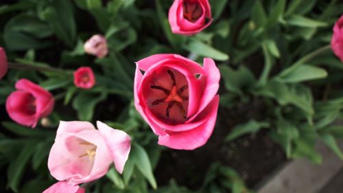 Close-up of pink rose