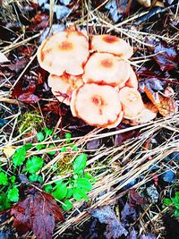 High angle view of mushrooms on field