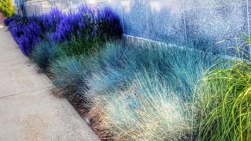 High angle view of purple flowering plants on field