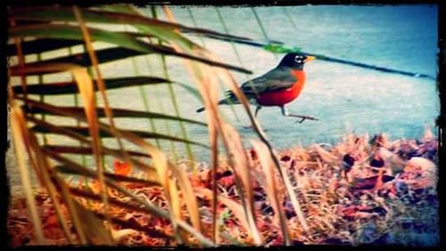 Bird perching on railing