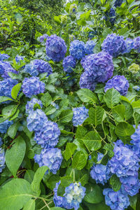 High angle view of purple flowering plants