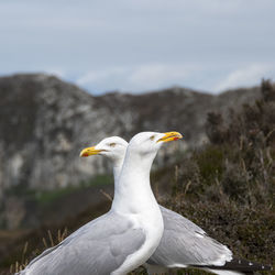 Close-up of seagull