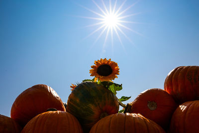 Low angle view of pumpkins against sky