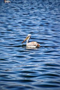 Bird swimming in lake