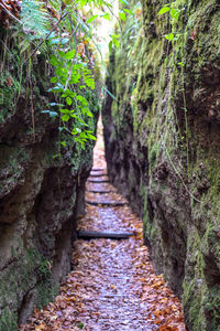 Footpath amidst trees in forest