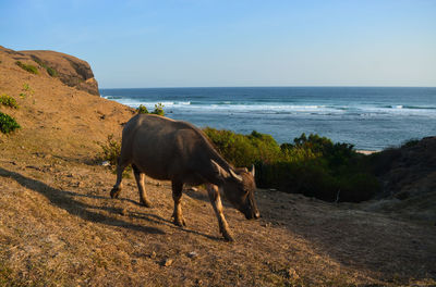 View of a horse on the beach