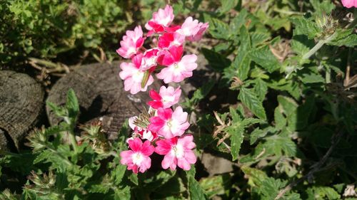 High angle view of pink flowers blooming outdoors