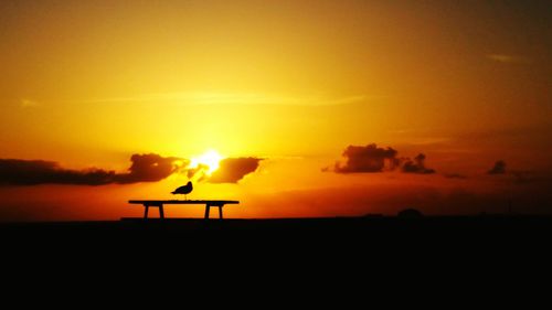 Silhouette bird on landscape against sky during sunset