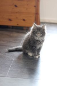 Cat sitting on floor