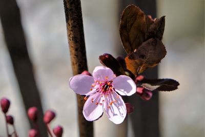 Close-up of pink plum blossom