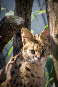 Portrait of serval