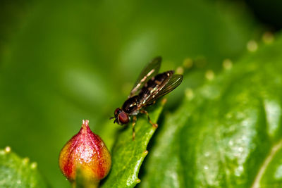 Close-up of insect on flower