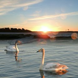 Swans swimming in lake