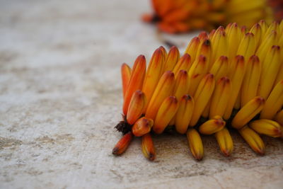 Close-up of orange flower