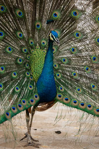 Blue peacock close up