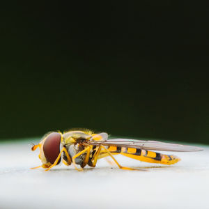 Close-up of insect over black background