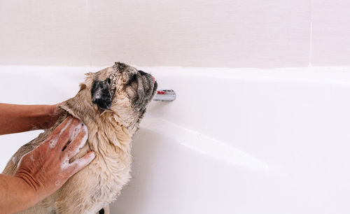 Person with dog in bathroom