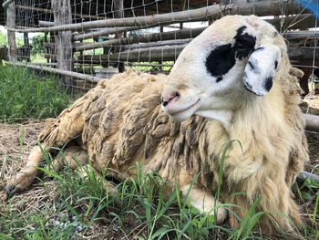 Sheep in a field