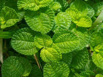 Close-up of green leaves