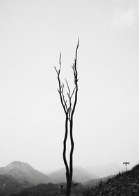 Bare tree against clear sky