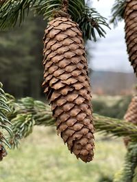 Close-up of pine cone on tree