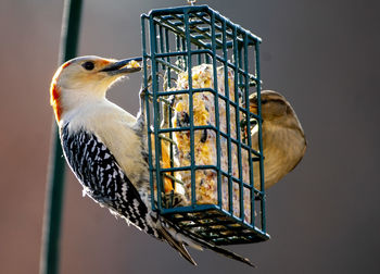 Two feeding