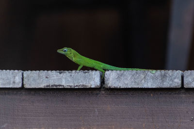 Close-up of lizard on wall