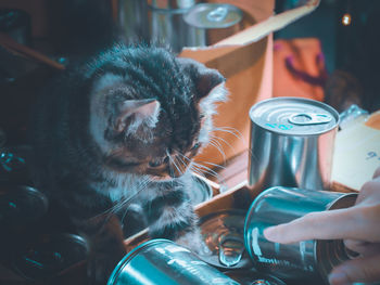 Close-up of hands holding cat at home