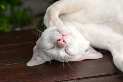 Close-up of white cat resting