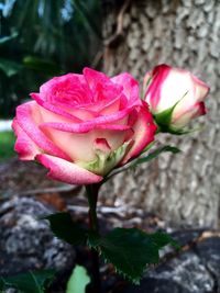 Close-up of pink rose