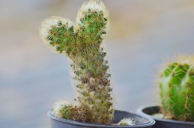 Close-up of cactus growing on potted plant
