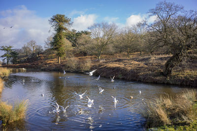Ducks swimming in lake against sky