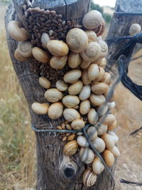 Close-up of mushrooms growing on tree trunk