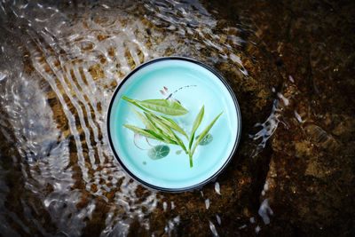 High angle view of fish and leaves floating on water