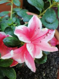 Close-up of pink flowering plant