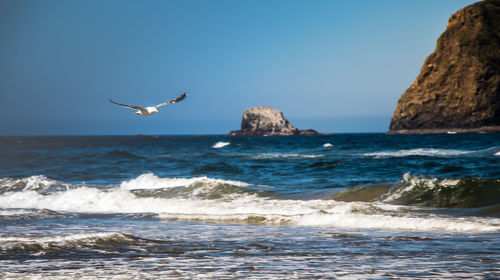 Bird flying over sea against clear sky