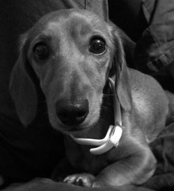 Close-up portrait of dog
