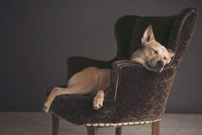 Portrait of cat sitting on seat