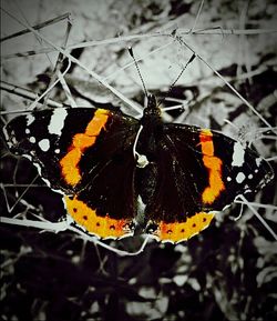 Close-up of butterfly on leaf