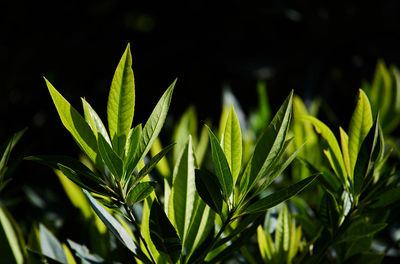 Close-up of fresh green plant