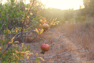 Close-up of fruits on tree