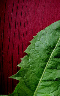 Close up of red leaf