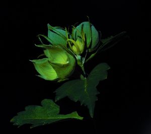 Close-up of plant against black background