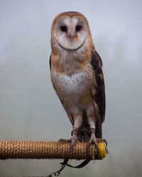 Portrait of barn owl perching on rope covered rod against sky