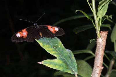 Close-up of butterfly pollinating flower