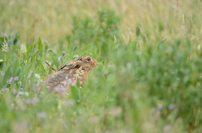 Close-up of lizard on land