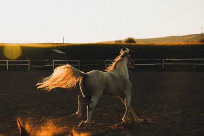 Horse standing on field