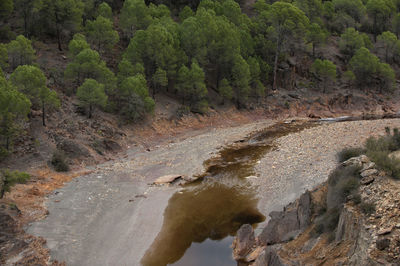 High angle view of stream amidst trees in forest