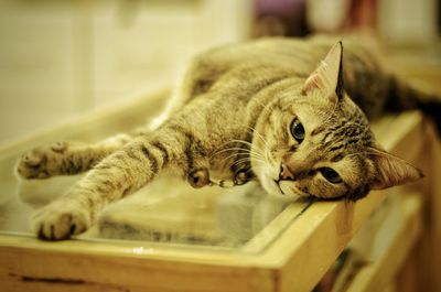 Close-up of a cat resting