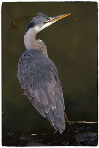Close-up of gray heron perching on lake